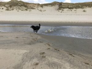 Mehr über den Artikel erfahren Strandfreude