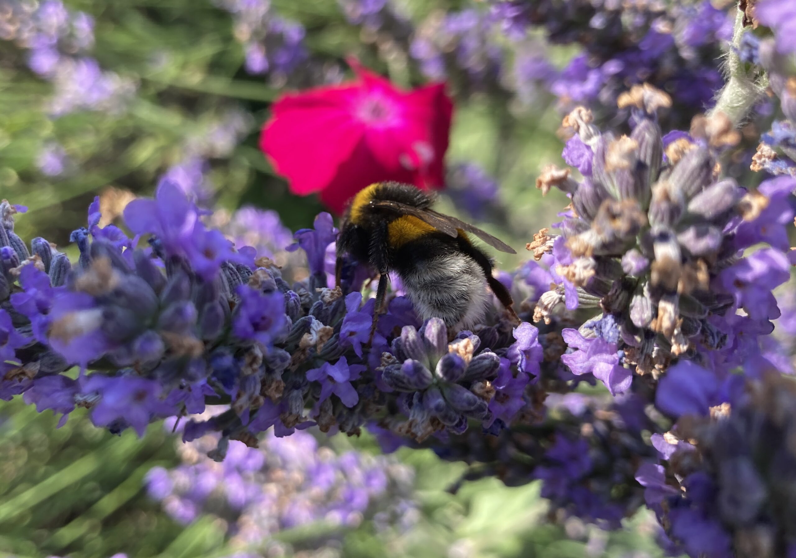 Mehr über den Artikel erfahren Bienchen und Blümchen, 1